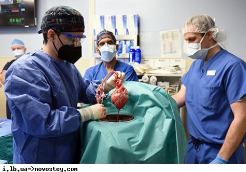 В США впервые в мире человеку пересадили сердце свиньи