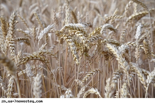 РоSSия уже украла у Украины около 400 тысяч тонн зерна
