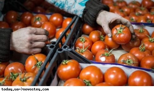 В Украине обвалились цены на помидоры из-за импорта на фоне войны