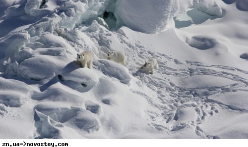 Ученые нашли в Гренландии «тайную» популяцию белых медведей