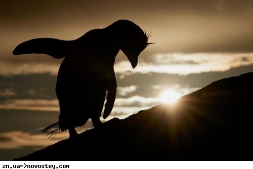 Сотні найменших пінгвінів у світі загадковим чином загинули: що стало спричиною