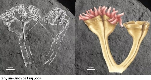 Палеонтологи знайшли у Великій Британії першу тварину-хижака