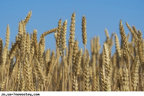 В ООН знайшли спосіб допомогти Україні зі зберіганням зерна
