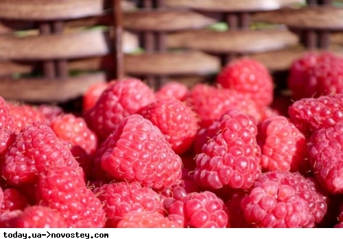 В Україні обвалилися ціни на малину: скільки коштує ягода на початку серпня 