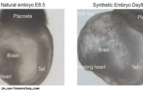 Вчені створили перші у світі «синтетичні ембріони»