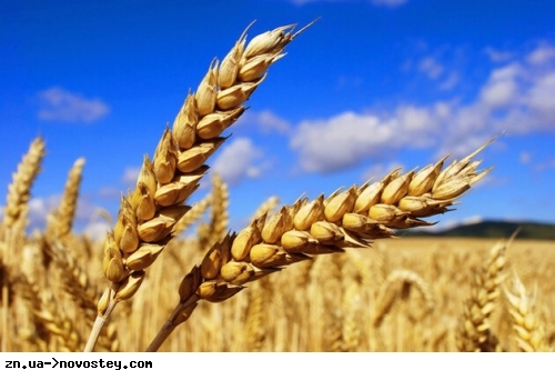 Експорт зерна: Україна планує отримати щонайменше $20 млрд