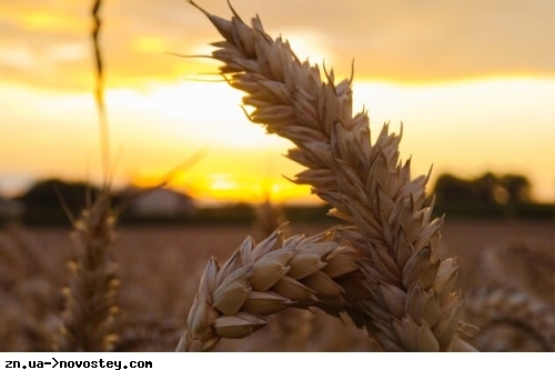 Влада Індії обіцяла «нагодувати світ», але тепер їм самим треба імпортувати пшеницю – Bloomberg
