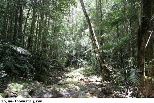 Не тільки Амазонка: світ стрімко втрачає тропічні ліси