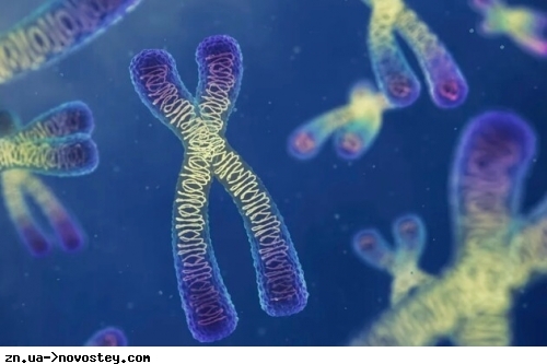 Нове дослідження показало, що хромосоми «майже рідкі»
