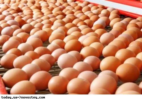 Яйця в Україні подешевшають: у Кабміні назвали терміни стабілізації цін на основні продукти харчування 
