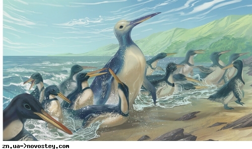 Палеонтологи виявили останки найбільшого відомого пінгвіна
