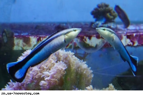 Риби можуть впізнати самих себе на фото – вчені