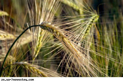 Нижче за довоєнні показники: вчені спрогнозували врожай зернових в Україні у 2023 році