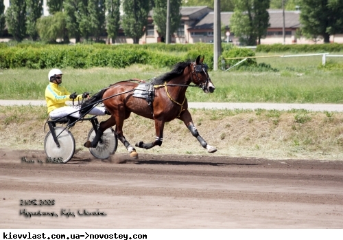 На Київському іподромі провели благодійний турнір, у неділю пройдуть змагання рисистих порід коней (фото)