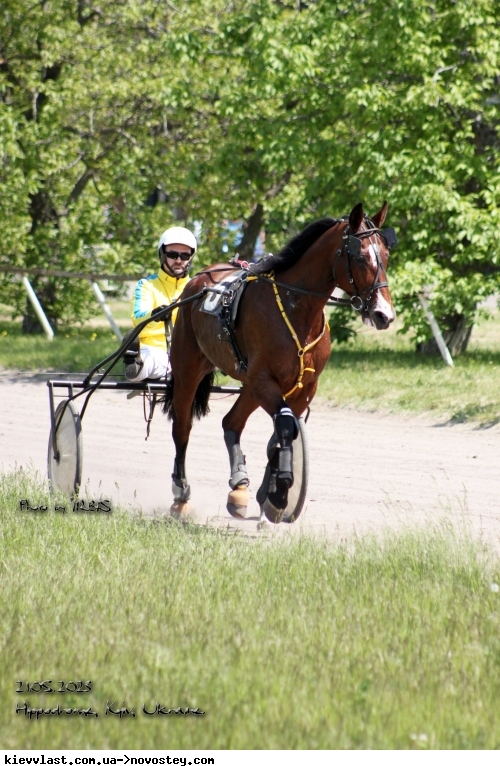 На Київському іподромі провели благодійний турнір, у неділю пройдуть змагання рисистих порід коней (фото)