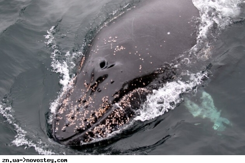 Вчені пояснили стійкість китів до раку