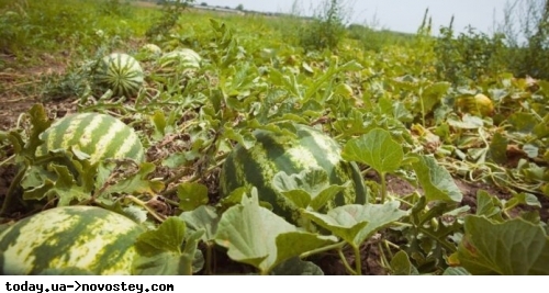 Аграрії розповіли, що буде з врожаєм кавунів після підриву Каховської ГЕС 