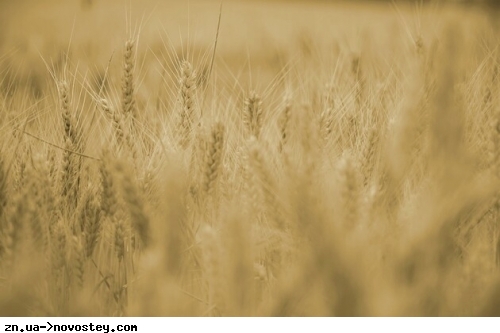 Україна втратила частину ринків збуту зернових, але залишається світовим гравцем – експерт