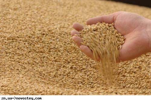 Світові ціни на пшеницю злетіли через російську атаку по порту на Дунаї