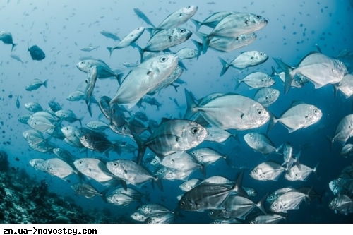 Риба в Світовому океані все частіше 