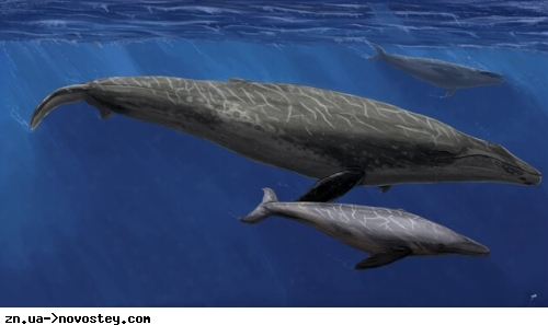 Останки кита віком 19 мільйонів років змінили уявлення про еволюцію цих тварин 