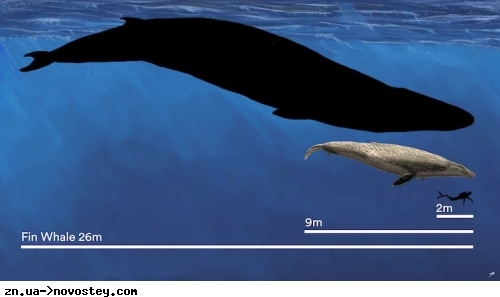 Порівняння сучасного розміру кита Смугача фінвала, умовного розміру кита, залишки якого знайшли та людини-дайвера