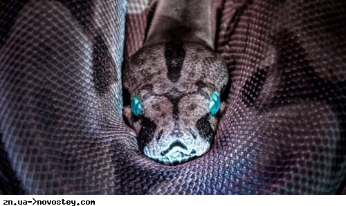 У США вчені знайшли найбільшу у світі змію мідянку