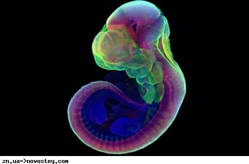 Розвиток ембріонів пов'язали з вірусною інфекцією віком 500 мільйонів років