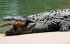 Крокодили все частіше нападають на людей в Індонезії: в чому причина