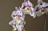 Орхідея не цвіте: лайфхаки досвідчених квітникарів, які допоможуть розбудити квітку