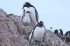 Украинские полярники посчитали пингвинов, живущих возле "Академика Вернадского"