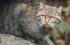 Лесной кот, занесенный в Красную книгу, вышел к людям в Карпатах – видео