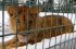 Собирались усыпить: животных харьковского экопарка смогут спасти, подробности