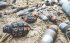 Саперы обследовали поселок в Киевской области: найдены десятки снарядов, гранат, мин и растяжек (фото)