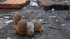 РоSSийские захватчики убили уже 223 ребенка в Украине — Офис генпрокурора