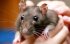 Ученые создали отряд крыс-спасателей для помощи жертвам землетрясений