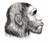 Виноват влюбленный неандерталец: ученые выяснили, откуда у людей возникает COVID-19