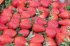 Украинские супермаркеты обновили цены на клубнику и черешню: где дешевле купить ягоды
