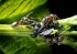 Как избавиться от муравьев на огороде: 5 народных методов, которые работают