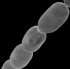 На Карибах знайдено бактерії-гіганти - можна побачити навіть без мікроскопа