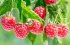 Малина в Україні подешевшала у 1,6 разу: ціни на ягоду