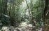 Вирубка лісів Амазонки у Бразилії сягнула рекордного рівня у першій половині 2022 року