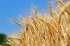 Єгипет продовжить купувати українську пшеницю