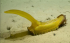 Науковці вивчають незвичайні морські істоти, схожі на банан та тюльпан: фото з дна Тихого океану