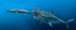 Вчені розповіли про розміри стародавніх гігантських акул