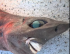 Бісерні очі та людська усмішка: біля берегів Австралії зловили незвичну акулу, фото