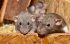Вчені змогли повернути зір сліпим від народження мишам
