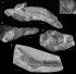 У США знайшли останки "пекельних риб", які жили 66 млн років тому: фото