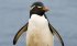 Прямочубі пінгвіни позбавляються первістків: вчені назвали причину