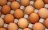АМКУ почав розслідування причин різкого підвищення цін на курячі яйця